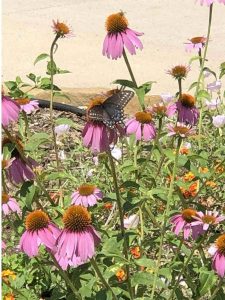 Black Swallowtail on Pink Coneflowers